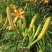 【热卖】干黄花菜台湾品种黄花菜全国包邮欢迎各大老板采购