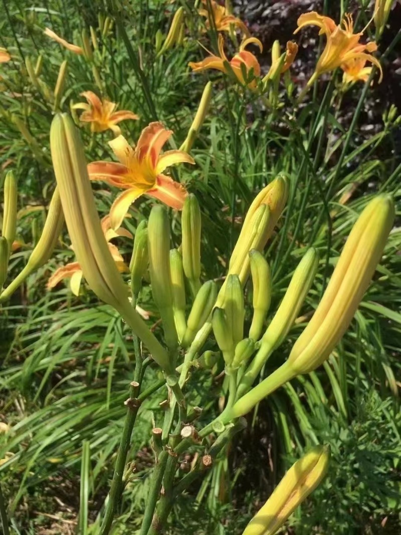 【热卖】干黄花菜台湾品种黄花菜全国包邮欢迎各大老板采购