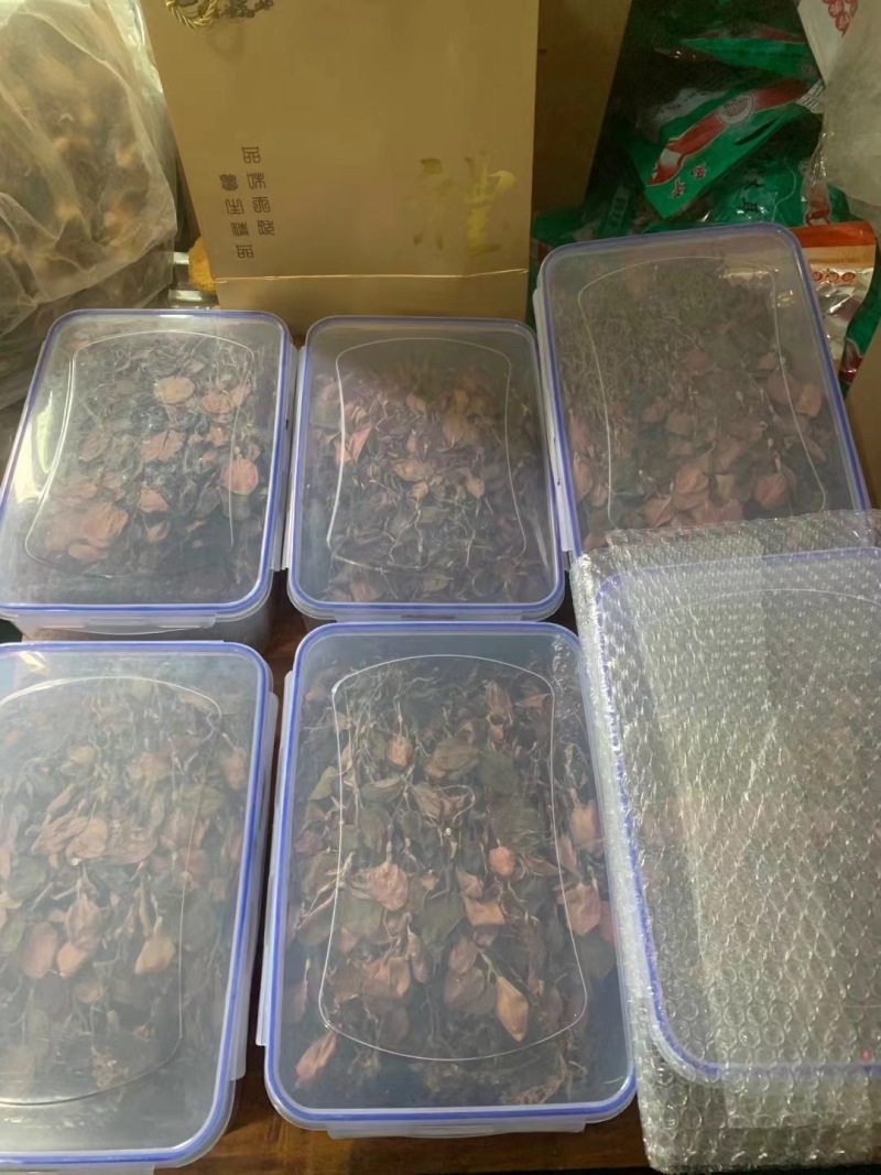 福建古田尖叶本地红霞金线莲开花金线莲台湾金线莲欢迎咨询