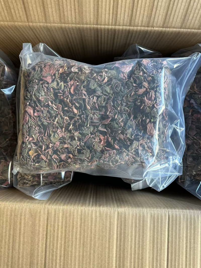 福建古田尖叶本地红霞金线莲开花金线莲台湾金线莲欢迎咨询