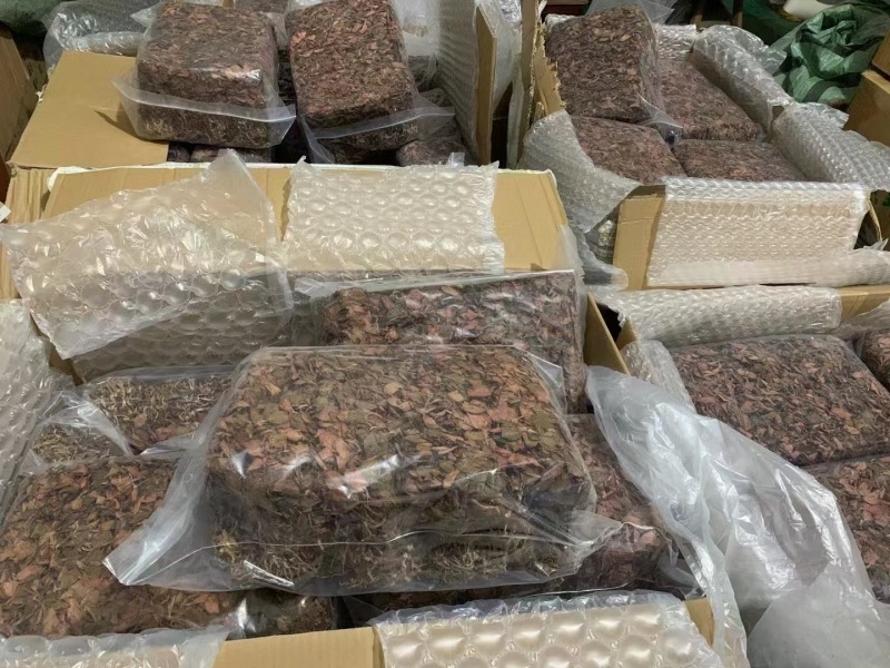 福建古田尖叶本地红霞金线莲开花金线莲台湾金线莲欢迎咨询