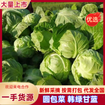 山东菏泽软甘蓝圆包菜现货供应无烧心品质好现摘现发对接市场
