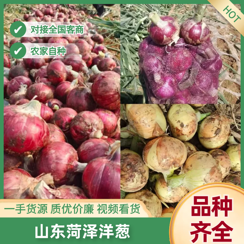 山东菏黄皮红皮紫皮洋葱品种齐全价格优惠万亩基地发市场