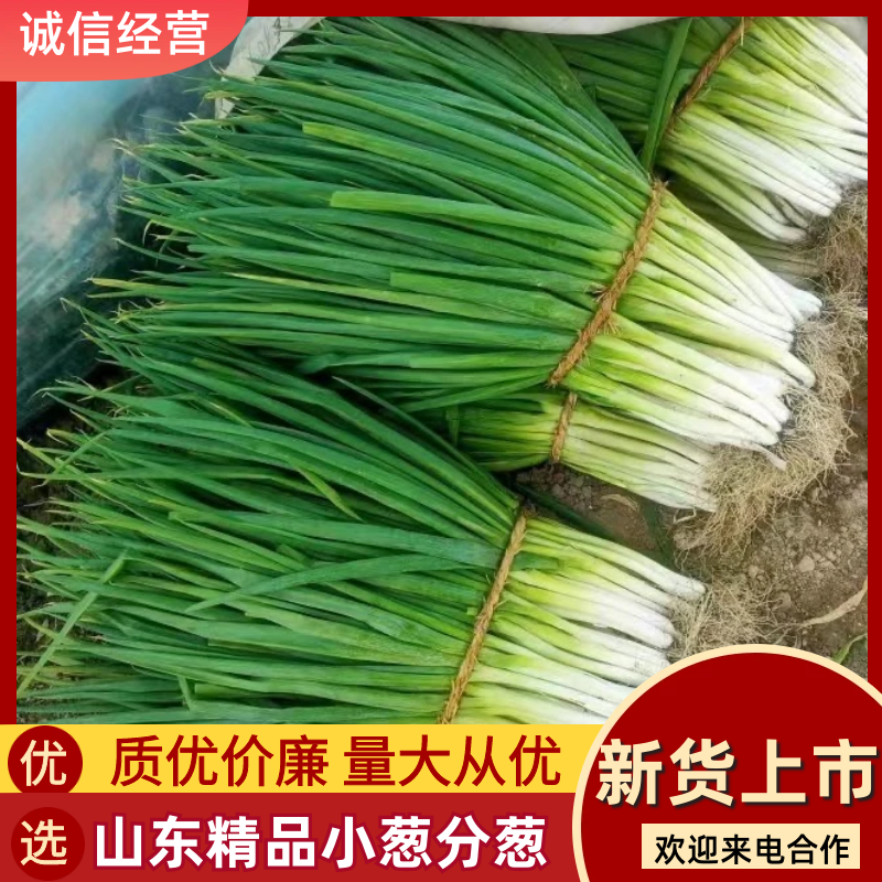 山东菏泽精品小葱分葱产地一手货源万亩规模价格优惠发市场