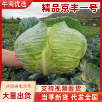 山东精品京丰一号甘蓝扁包菜大量上市产地一手货源价格优惠