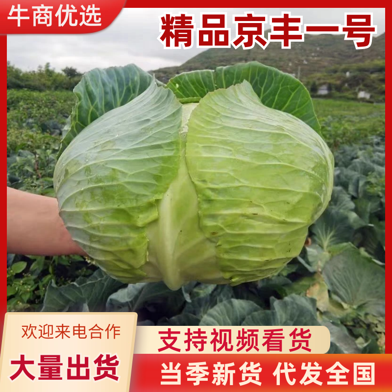 山东精品京丰一号甘蓝扁包菜大量上市产地一手货源价格优惠