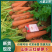山东菏泽现货三红胡萝卜水洗品质好价格优惠常年供应发市场