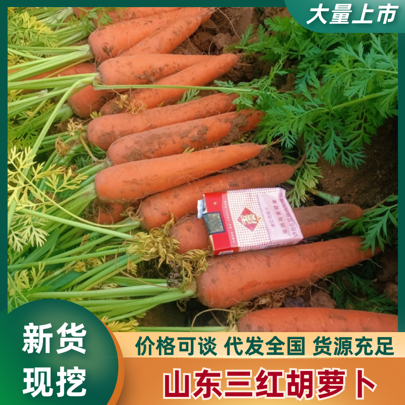 山东菏泽现货三红胡萝卜水洗品质好价格优惠常年供应发市场
