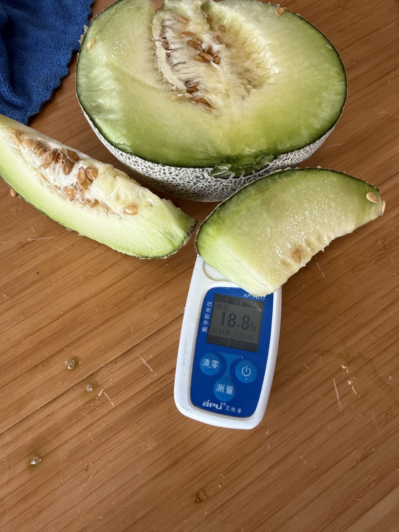 财团206网纹瓜种子早熟正圆形抗裂性强抗逆性强