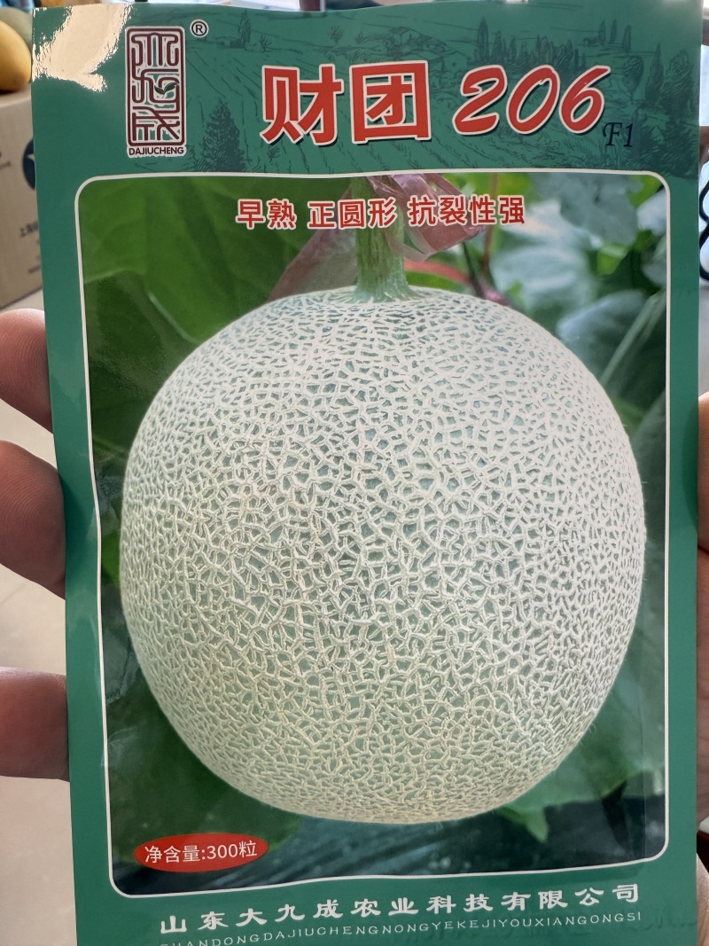 财团206网纹瓜种子早熟正圆形抗裂性强抗逆性强
