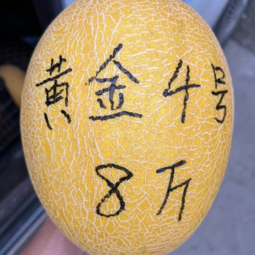【厂家直供】黄金4号哈密瓜种子耐高温大果抗裂糖度高
