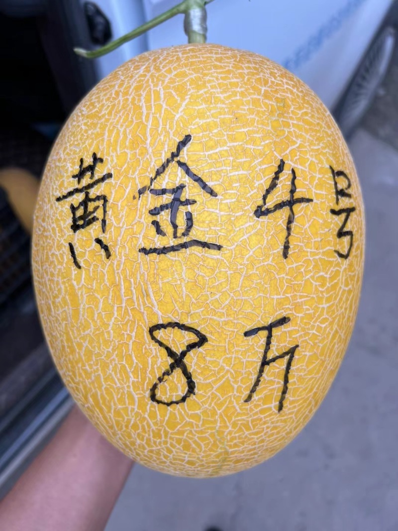 【厂家直供】黄金4号哈密瓜种子耐高温大果抗裂糖度高