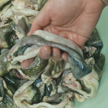 鲟鱼鱼鳔大量货源全国发货欢迎随时联系