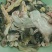 鲟鱼鱼鳔大量货源全国发货欢迎随时联系