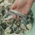 鲟鱼鱼鳔大量货源全国发货欢迎随时联系