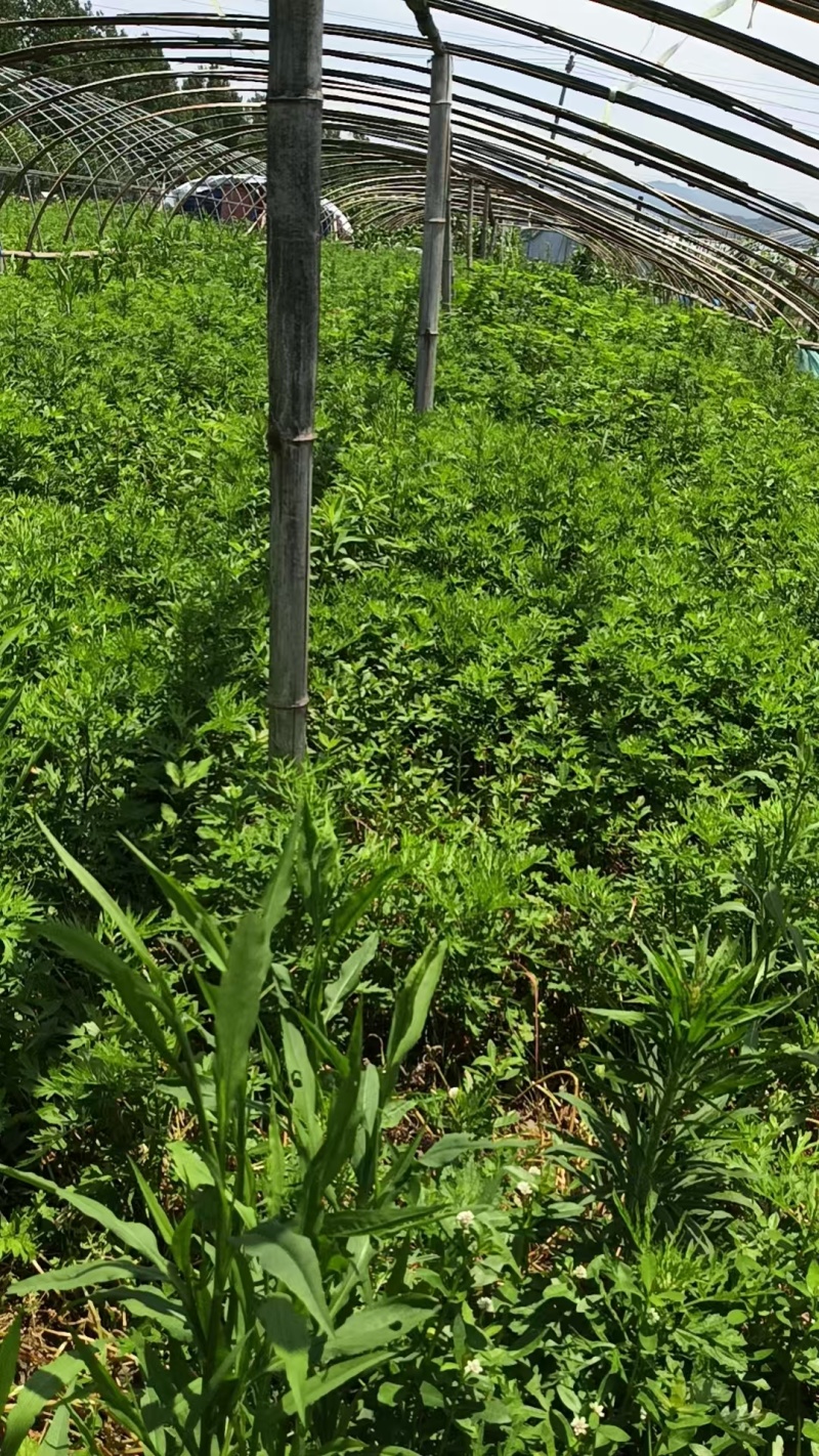 新鲜艾草大量供应，量大从优全国发货诚信经营致电联系