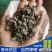 颗粒小鸡粪/发酵鸡粪/自然风干鸡粪/纯干无杂质/常年供应
