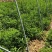 新鲜艾草大量供应，量大从优全国发货诚信经营致电联系