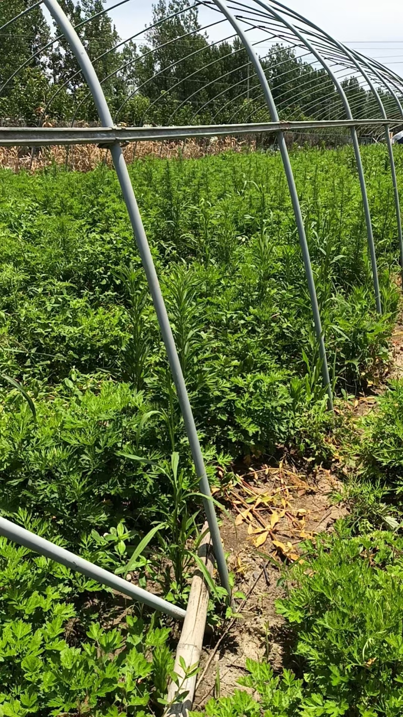 新鲜艾草大量供应，量大从优全国发货诚信经营致电联系