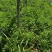 新鲜艾草大量供应，量大从优全国发货诚信经营致电联系