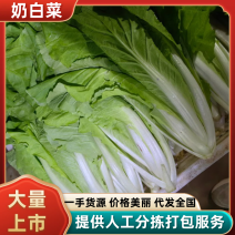 河南奶白菜全国接单提供包装实地看货陪同看货订货