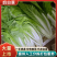 河南奶白菜全国接单提供包装实地看货陪同看货订货