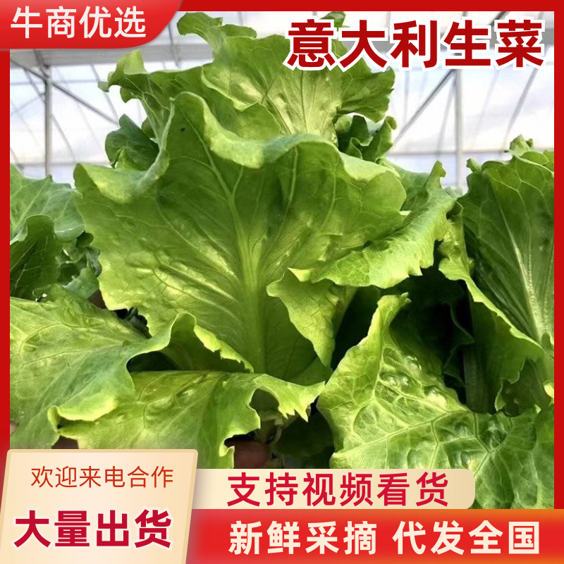 河南生菜意大利生菜无土无虫眼无黄叶净菜上车按需分拣打包装