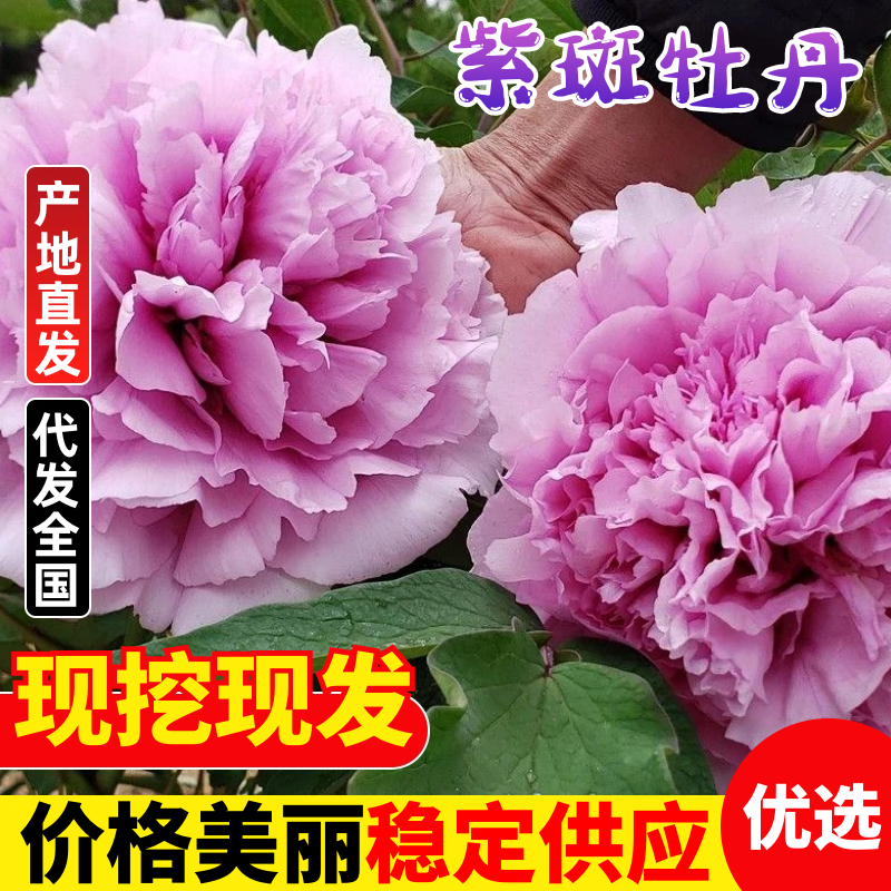 精品牡丹