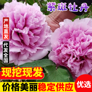 产地直销精品牡丹质量保障可视频看货欢迎咨询