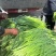 【货源充足】山东济南白帽蒜薹现货现发量大价优欢迎咨询