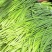 【货源充足】山东济南白帽蒜薹现货现发量大价优欢迎咨询
