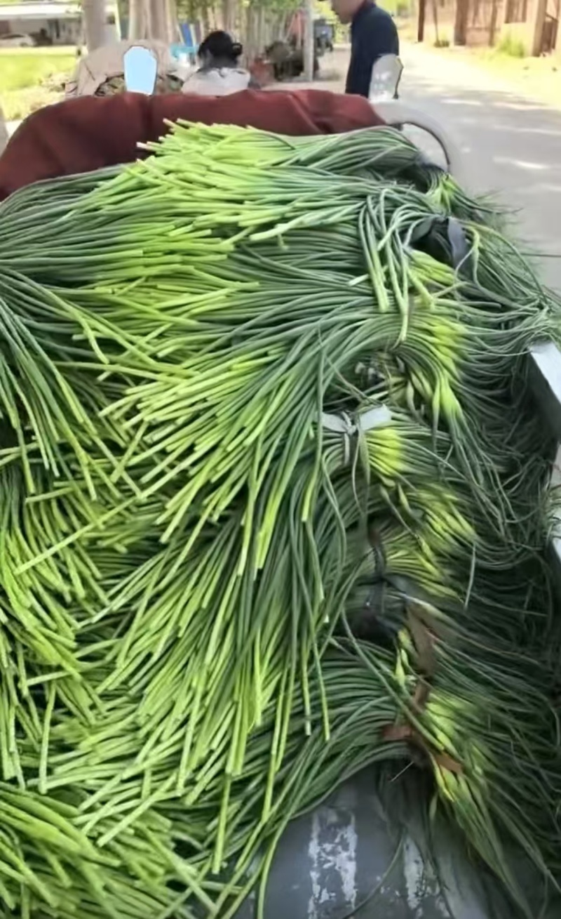 【货源充足】山东济南白帽蒜薹现货现发量大价优欢迎咨询