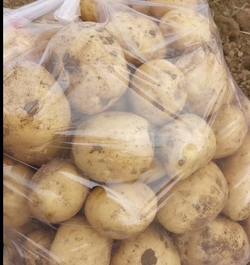 沃土五号土豆量大质优价格优惠一手货源欢迎咨询采购