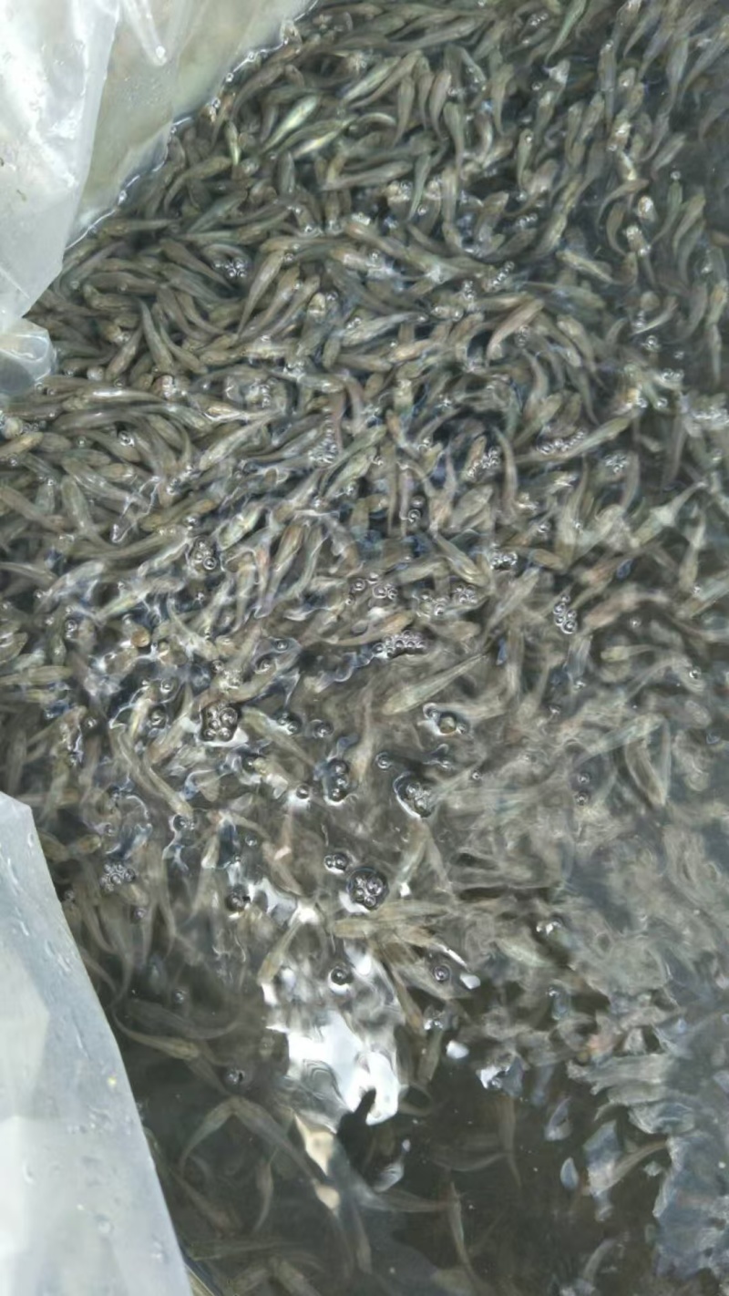 杂交黑鱼苗/生鱼苗，品质保证服务周到产地直发