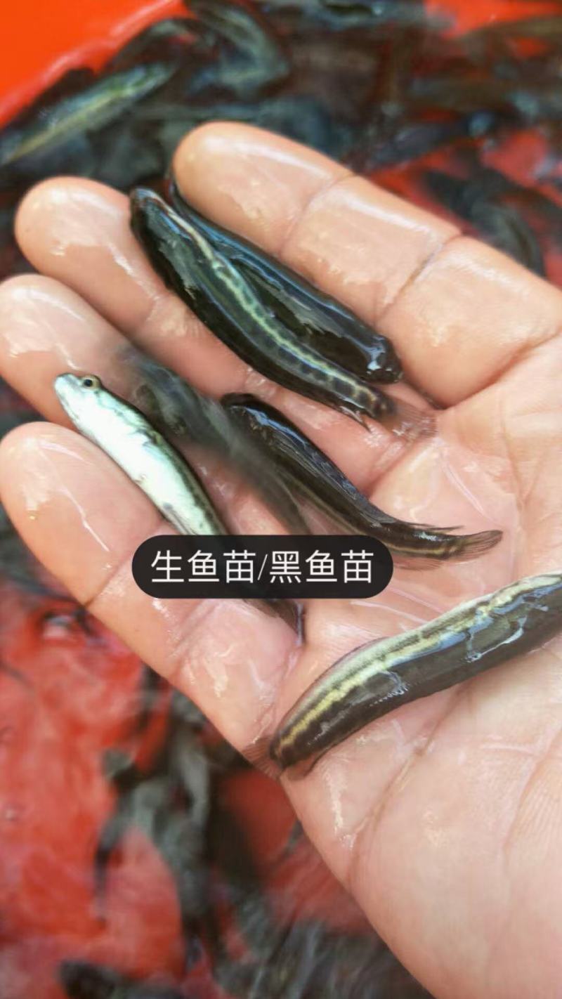杂交黑鱼苗/生鱼苗，品质保证服务周到产地直发