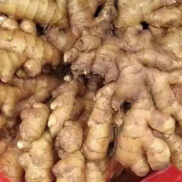 老姜生姜量大质优支持视频看货欢迎各大老板采购咨询