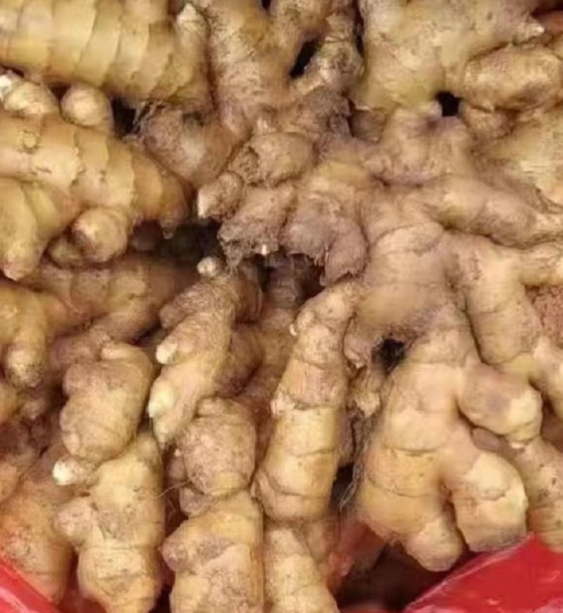 老姜生姜量大质优支持视频看货欢迎各大老板采购咨询