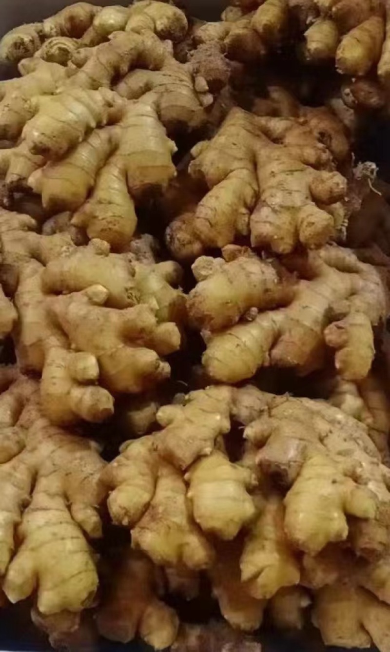 老姜生姜量大质优支持视频看货欢迎各大老板采购咨询