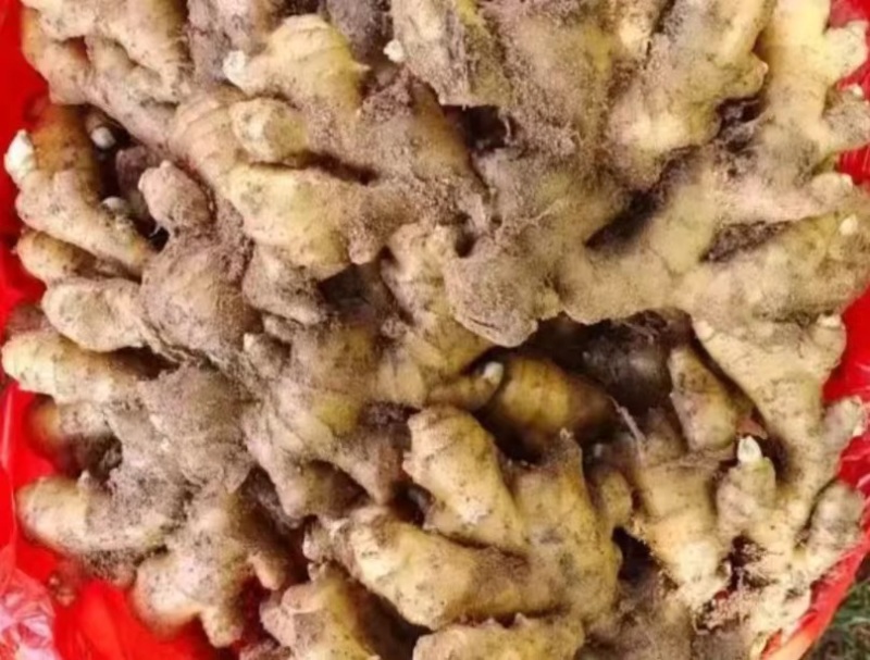 老姜生姜量大质优支持视频看货欢迎各大老板采购咨询