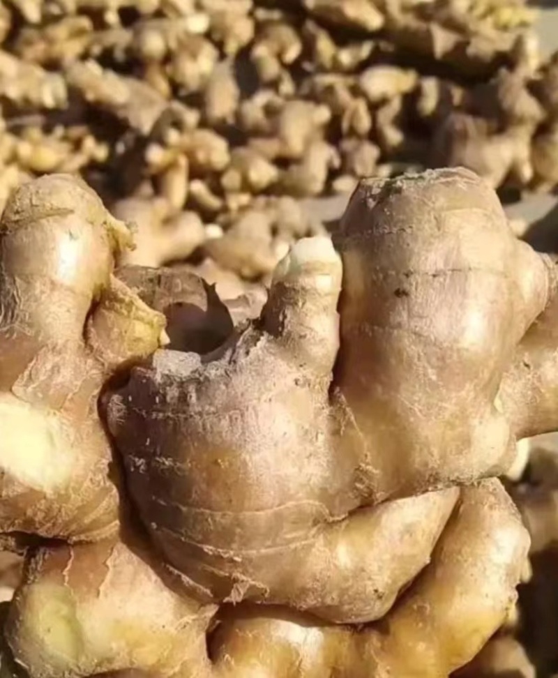老姜生姜量大质优支持视频看货欢迎各大老板采购咨询