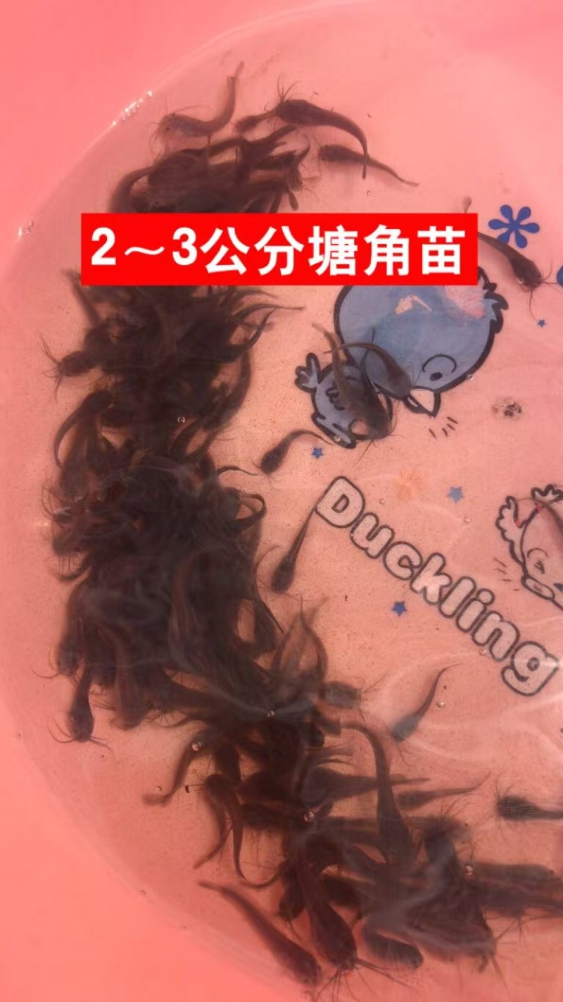 塘鲺苗，胡子鲶，塘角鱼苗，品质保证服务周到欢迎来电咨询