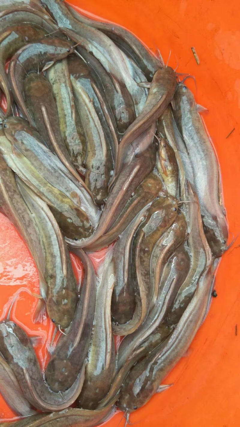 塘鲺苗，胡子鲶，塘角鱼苗，品质保证服务周到欢迎来电咨询