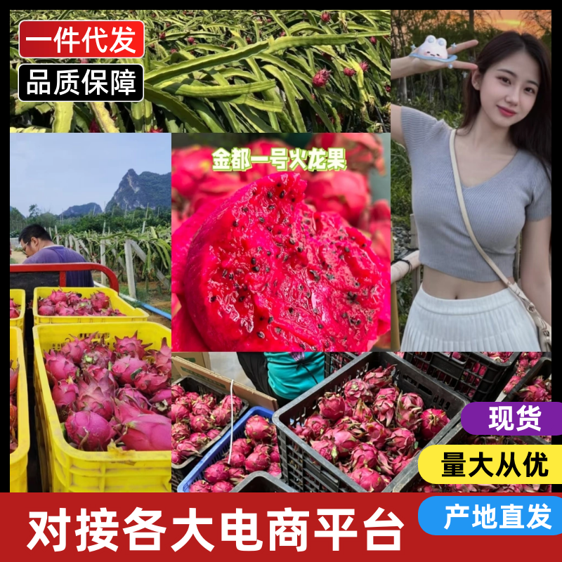 金都一号火龙果（一件代发）对接各大电商抖音/多多/快手