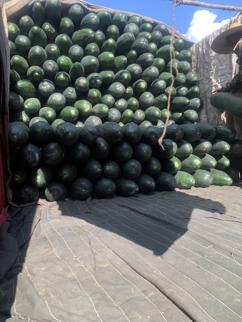 黑皮冬瓜大量上市产地直发价格优惠品质保证欢迎咨询