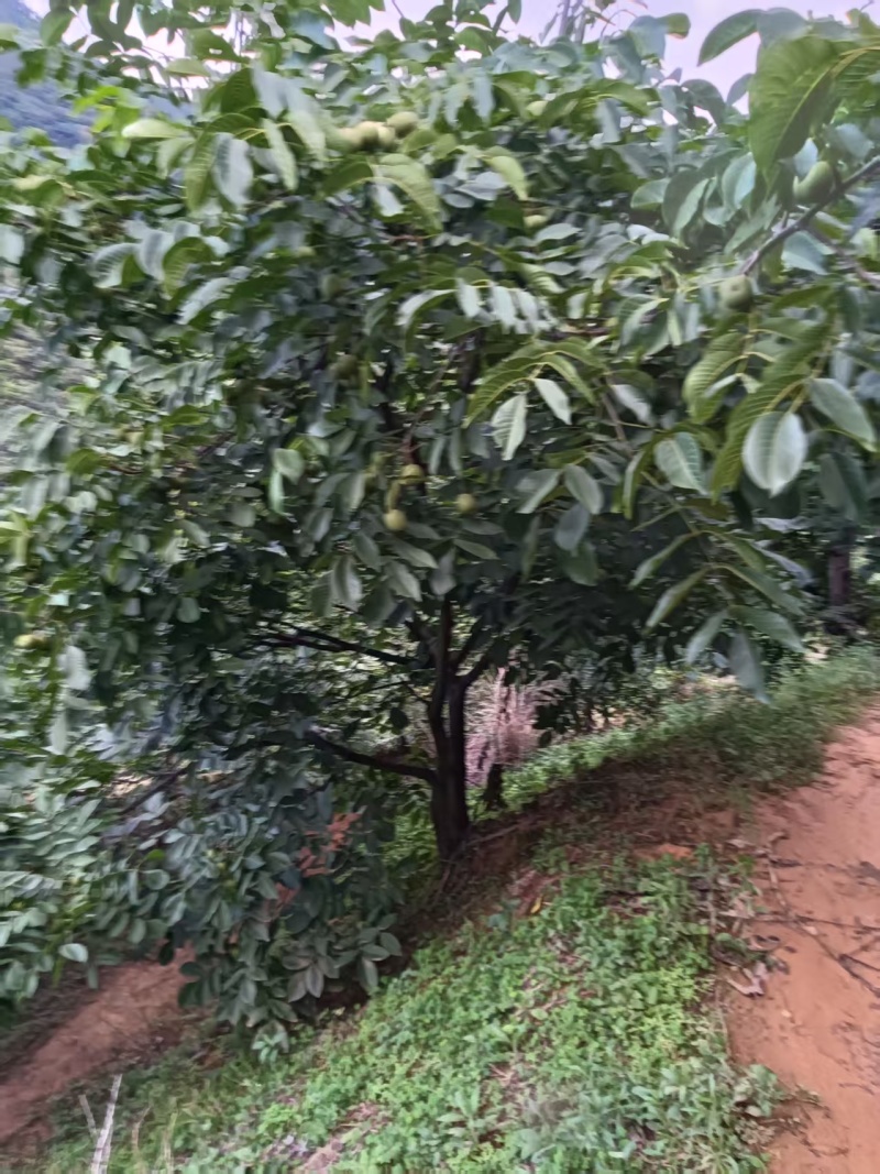 核桃【青皮核桃】7月份上市，产地直发，全国可发