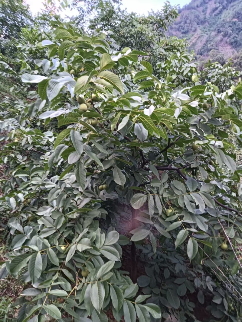 核桃【青皮核桃】7月份上市，产地直发，全国可发
