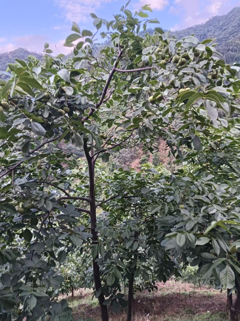 核桃【青皮核桃】7月份上市，产地直发，全国可发