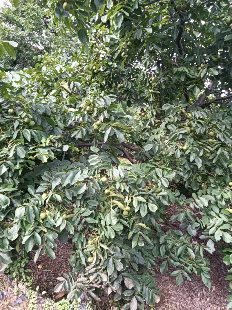 核桃【青皮核桃】7月份上市，产地直发，全国可发