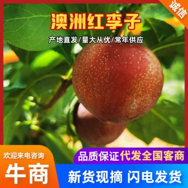 山东澳洲红李子大量上市，一手货源质量保证对接全国视频看货