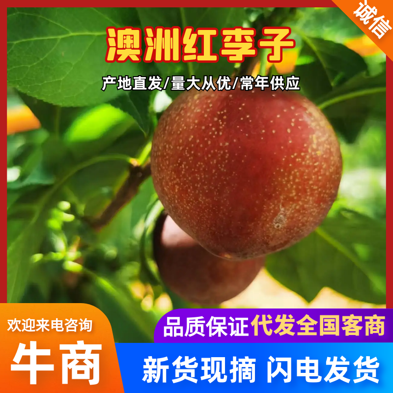 山东澳洲红李子大量上市，一手货源质量保证对接全国视频看货